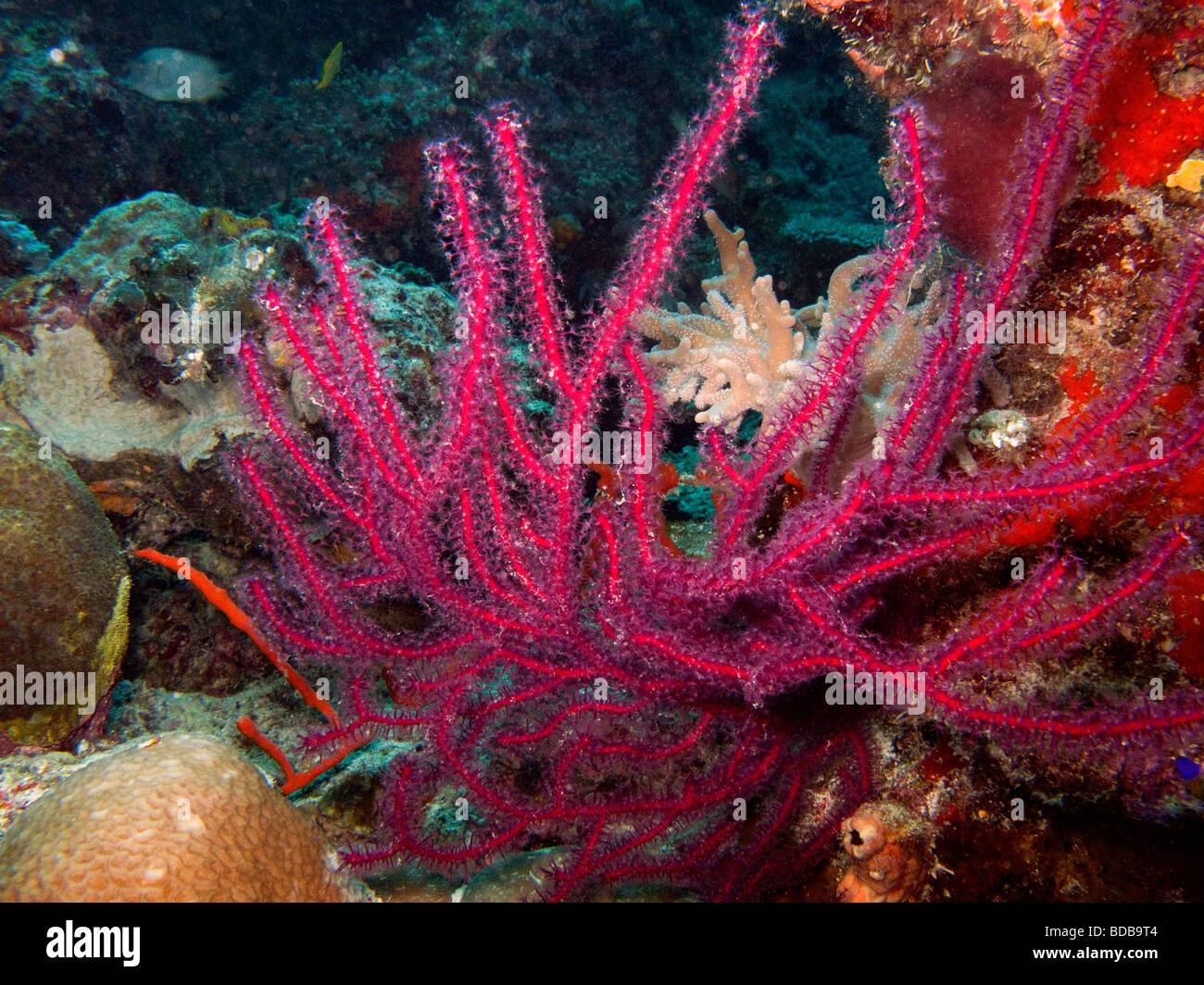 Indonesia Sulawesi Wakatobi. Parco Nazionale di underwater rosso corallo la frusta di alimentazione di corrente Foto Stock