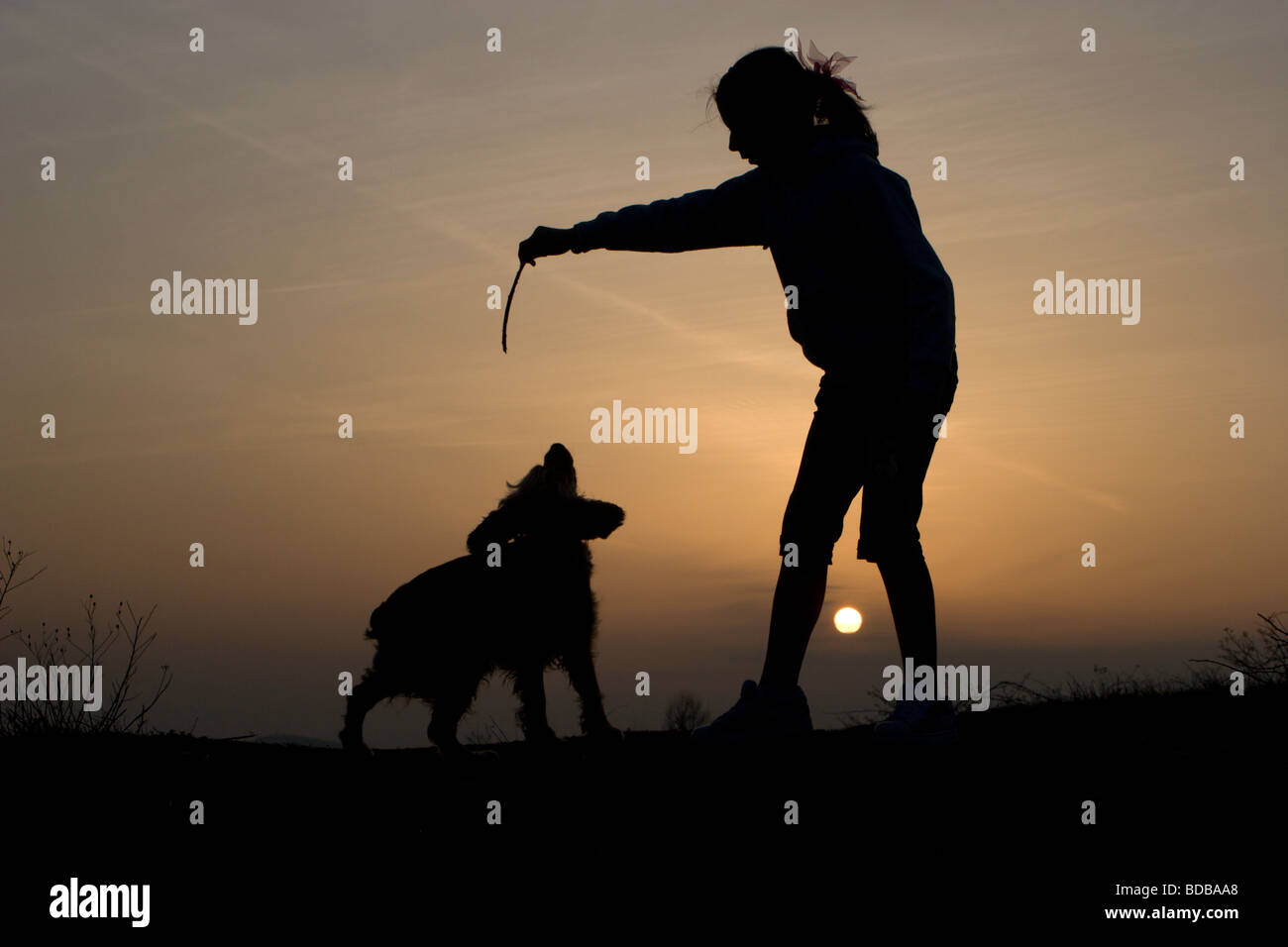 Giocare con il cane in sunset Foto Stock