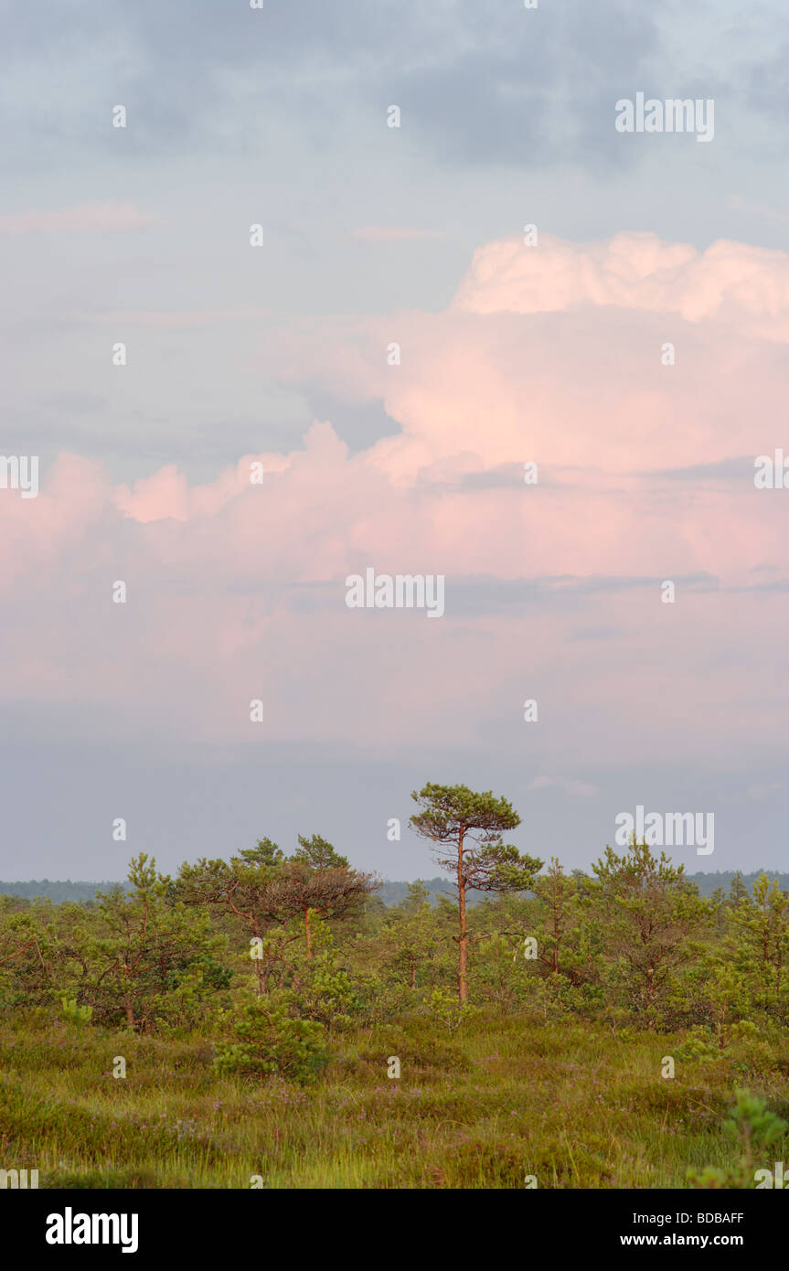 Serata in Tuhu bog,Western Estonia Paesi Baltici Europa UE Foto Stock