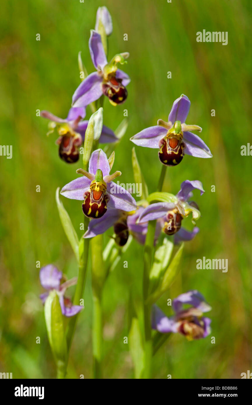 Bee Orchid. Ophrys apifera. Foto Stock