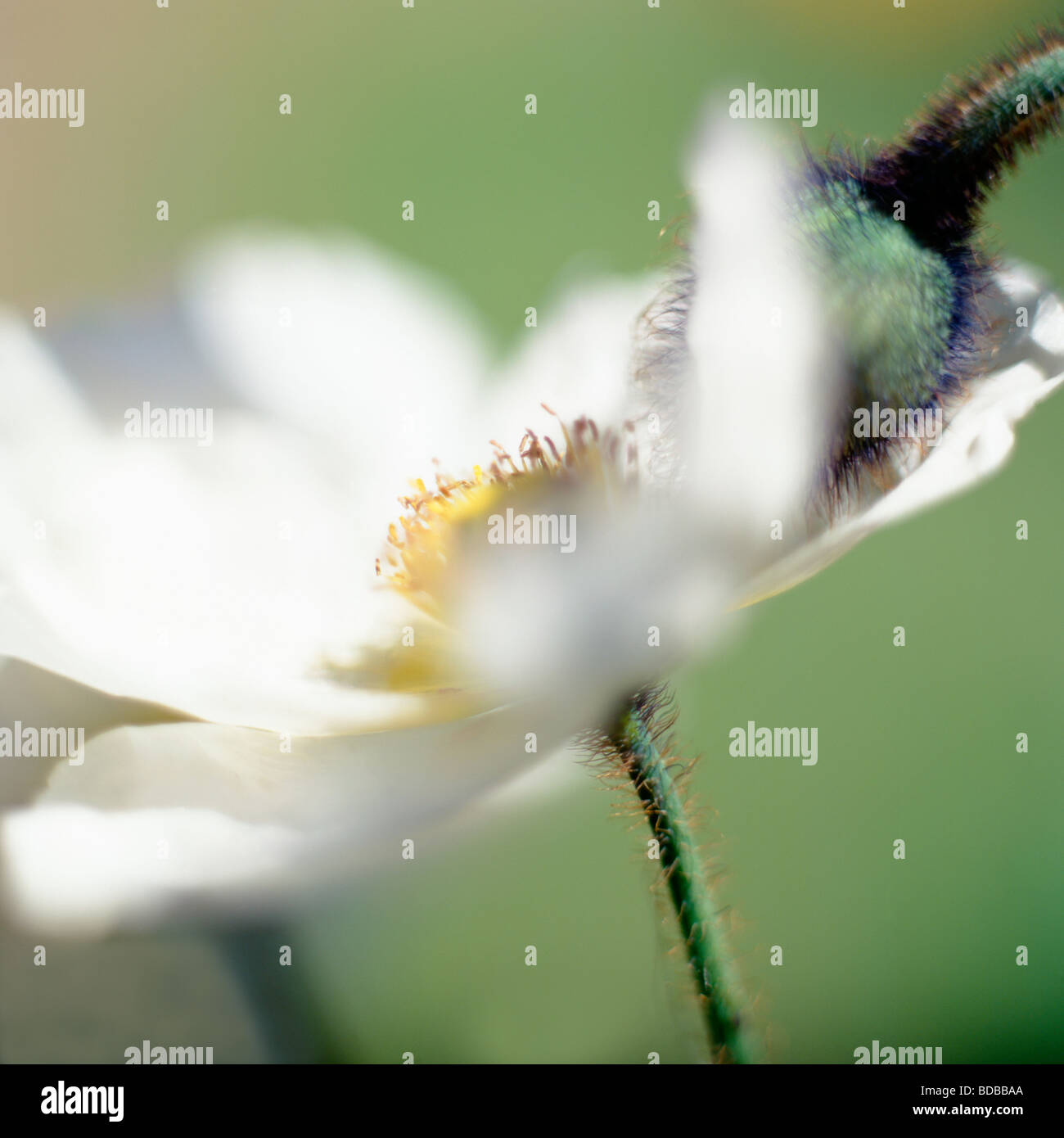 Bianco e di papavero pod bellezza in natura arte fotografia Jane Ann Butler JABP Fotografia268 Foto Stock