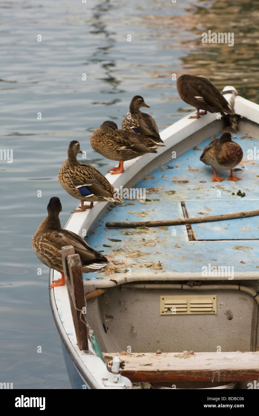 Anatre seduta sul bordo della barca Foto Stock