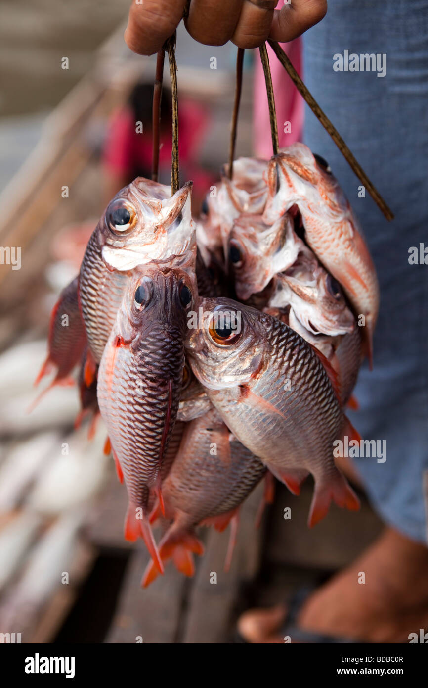 Indonesia Sulawesi Kaledupa Isola Ambuea village il mercato locale del pesce stringa di molto piccole squirrelfish Foto Stock