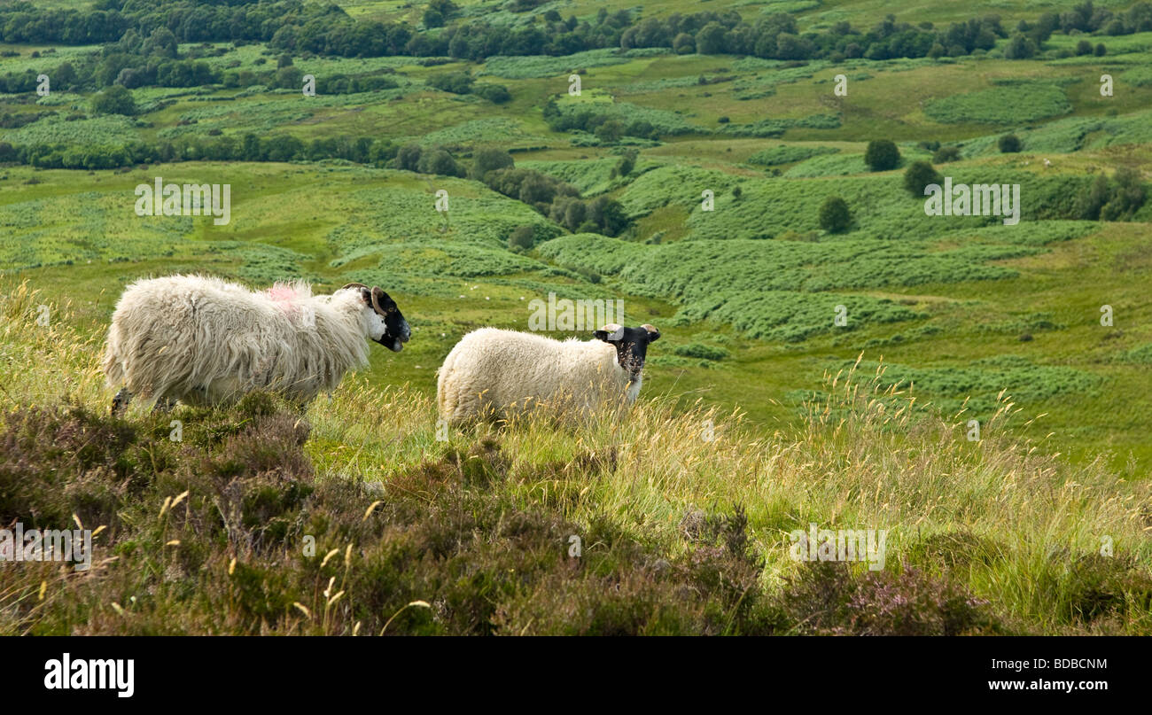 Faccia nera pecora alimentazione nelle colline attorno a Loch Lomond Foto Stock