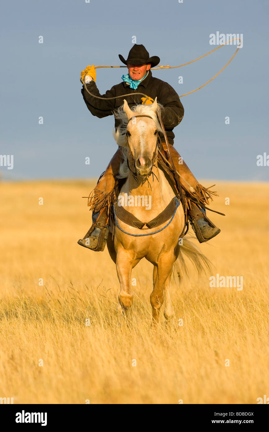 Cowboy a cavallo e di roping, da un gruppo di lavoro del ranch nel Dakotas Foto Stock