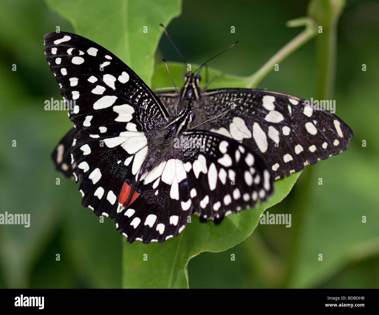 A coda di rondine a scacchi farfalle (papilio demoleus) Foto Stock