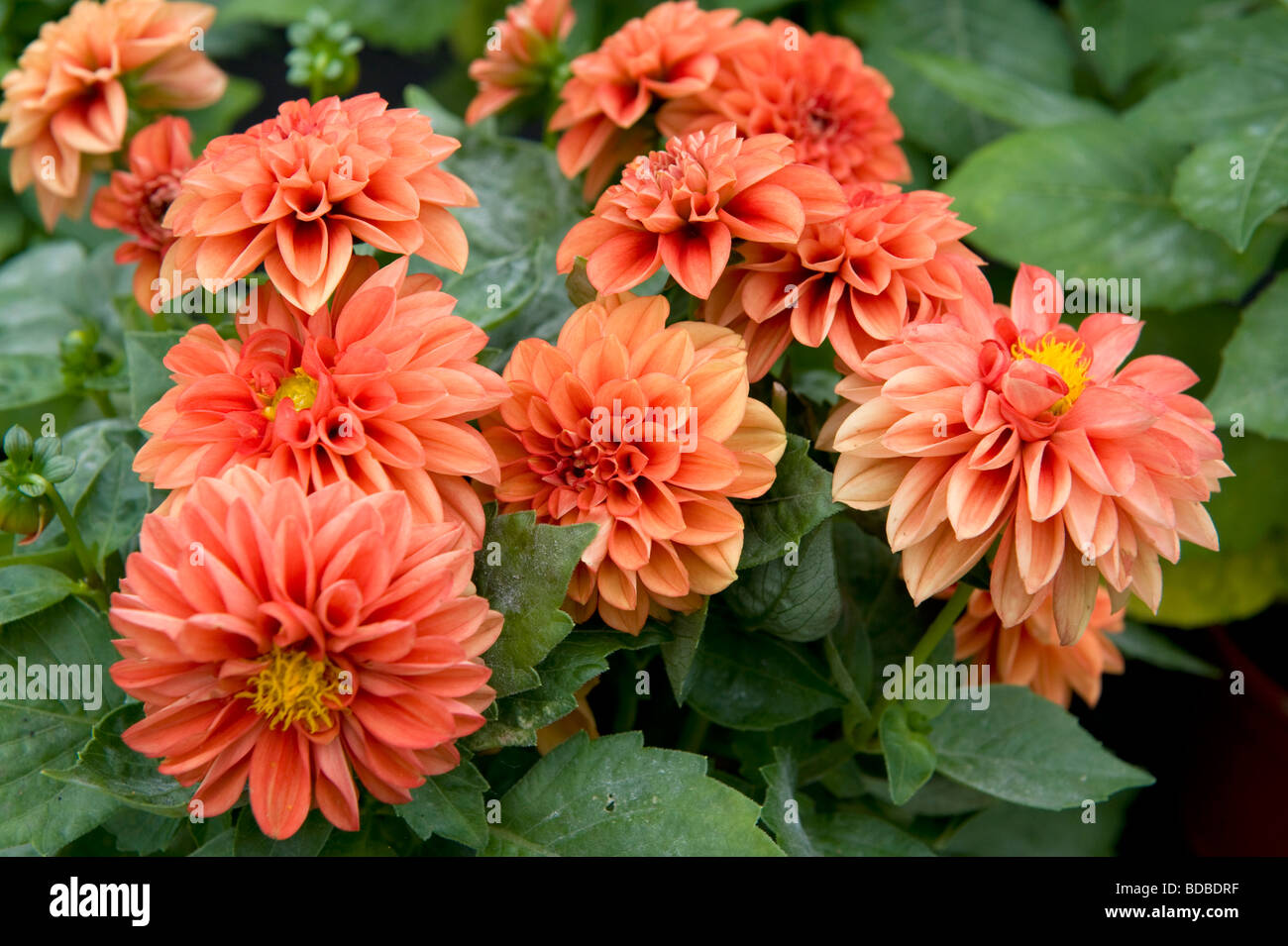 Dwarf miscelati Dahlia nana cespuglioso lettiera dalie numero di colore arancio fiori in piena fioritura Foto Stock