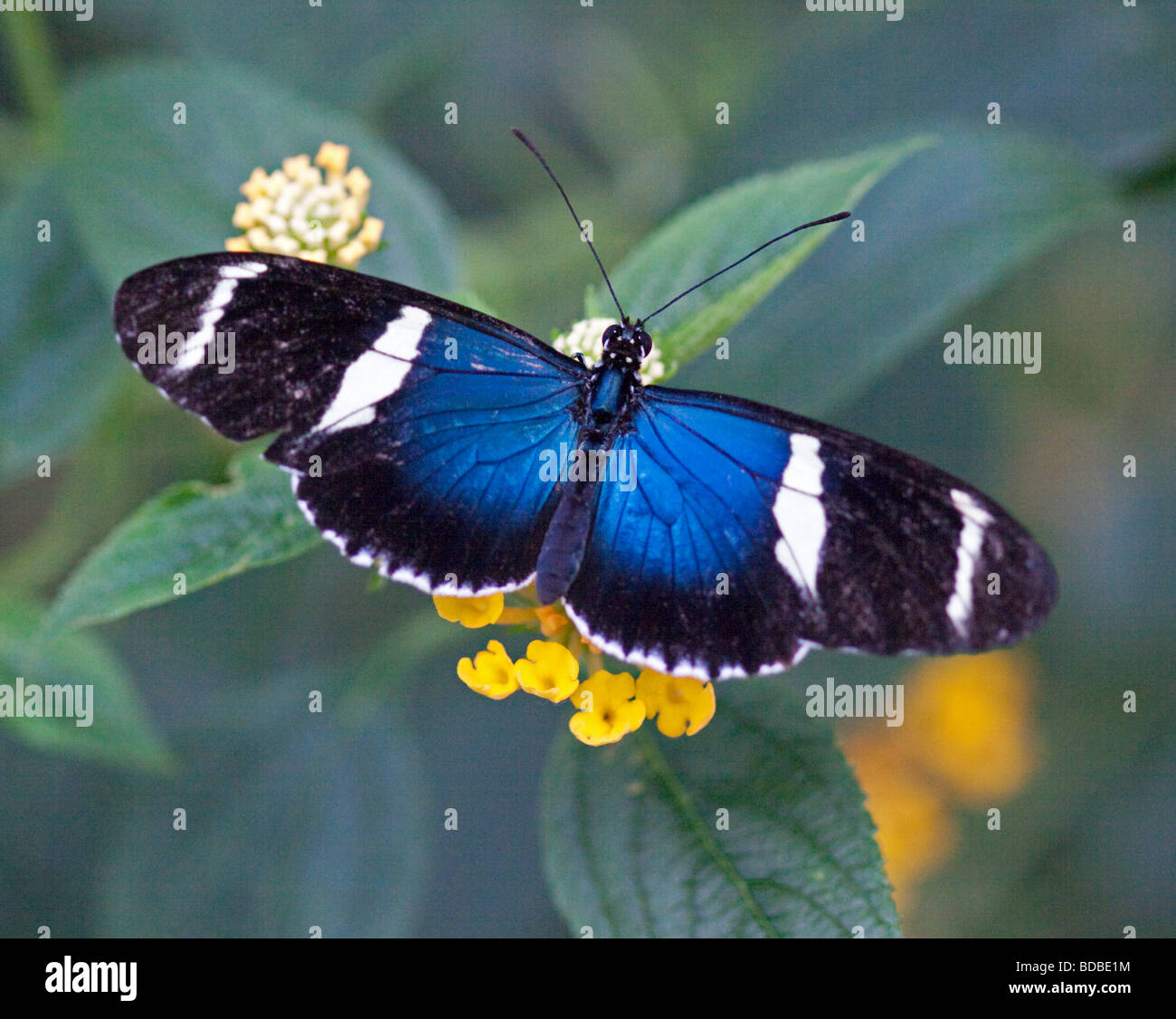 Piccolo Blu Grecian Butterfly (heliconius sara) Foto Stock