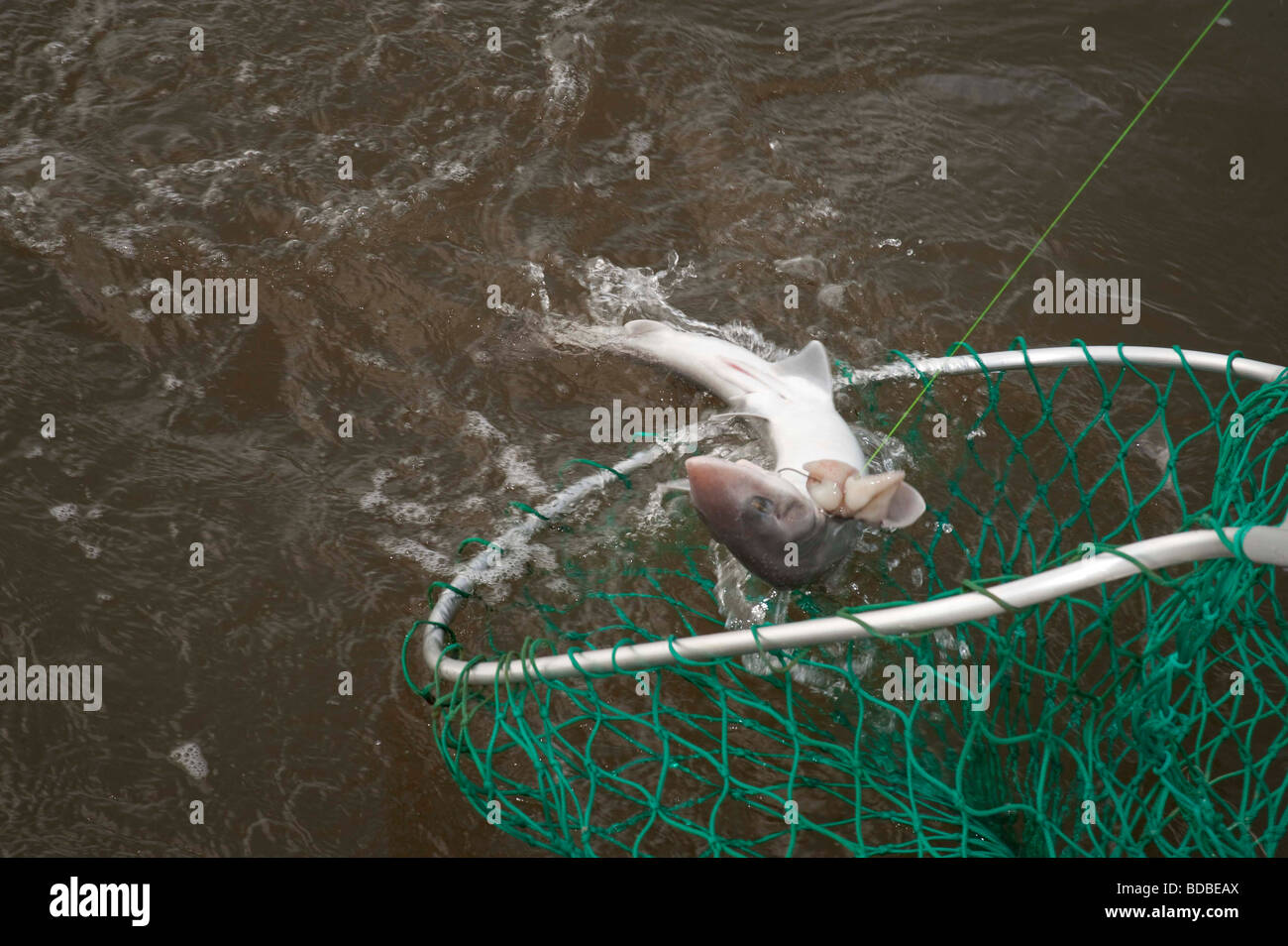 Smoothound giunge alla net. La pesca con lenza in mare. Foto Stock