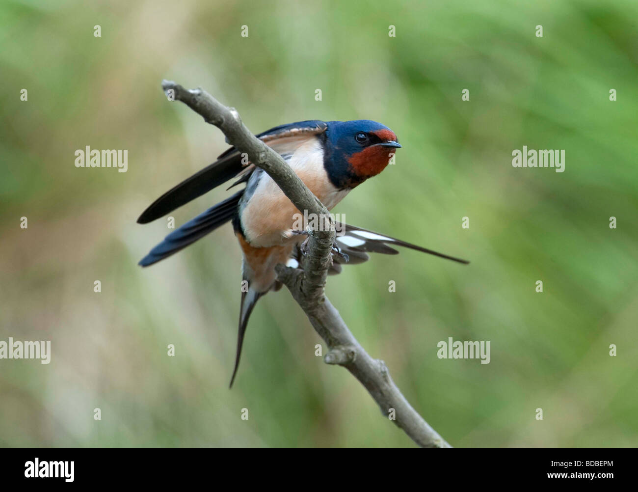 Swallow. Hirundo rustica. Bird. Foto Stock