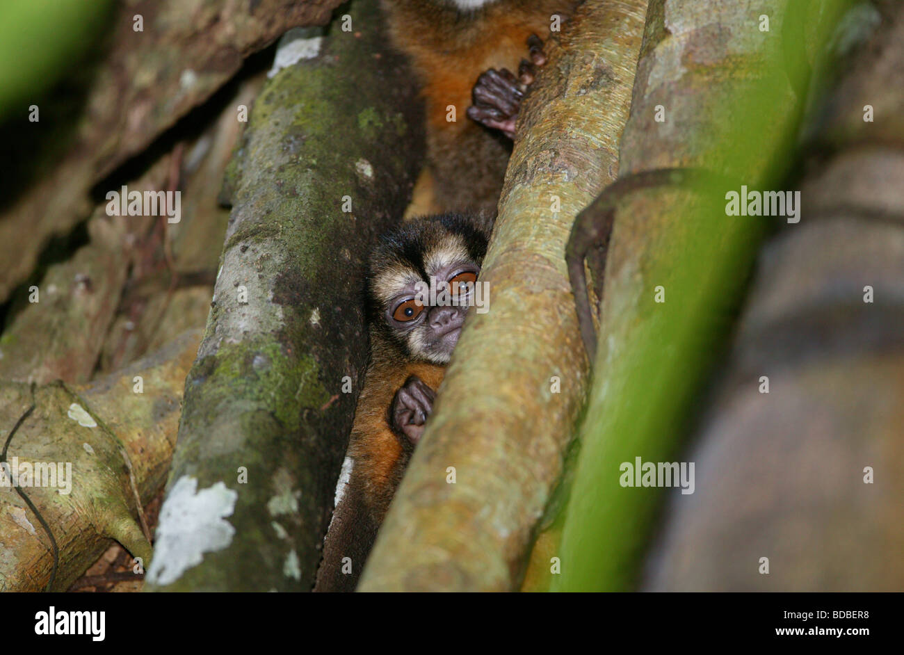 Scimmia notturna panamense, Aoutus zonalis, nella foresta pluviale al parco nazionale di Isla Bastimentos, provincia di Bocas del Toro, Repubblica di Panama. Foto Stock