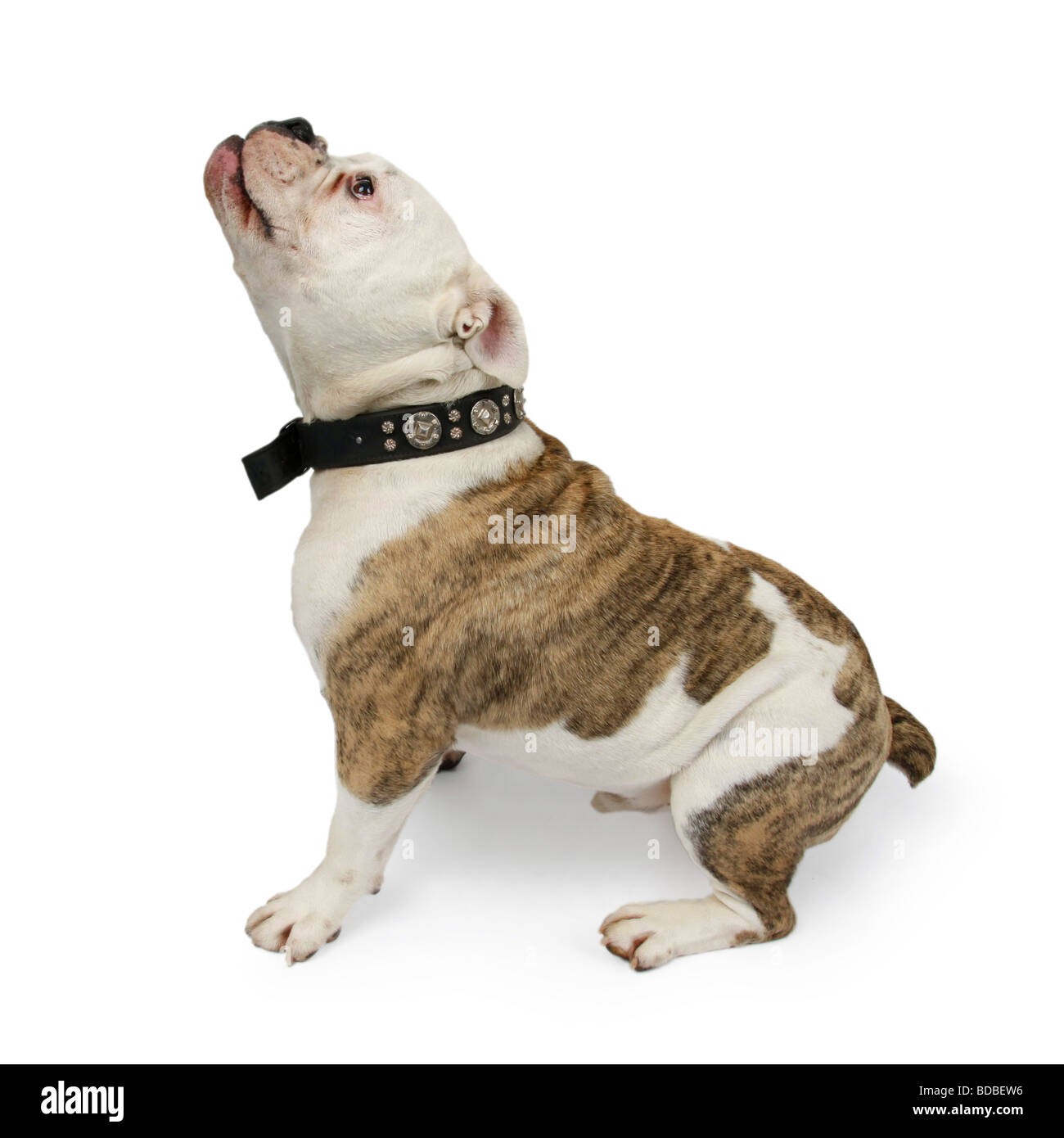 Bulldog inglese (Canis lupus f. familiaris), alla scoperta di qualcosa di abouve, pronto al grande salto Foto Stock