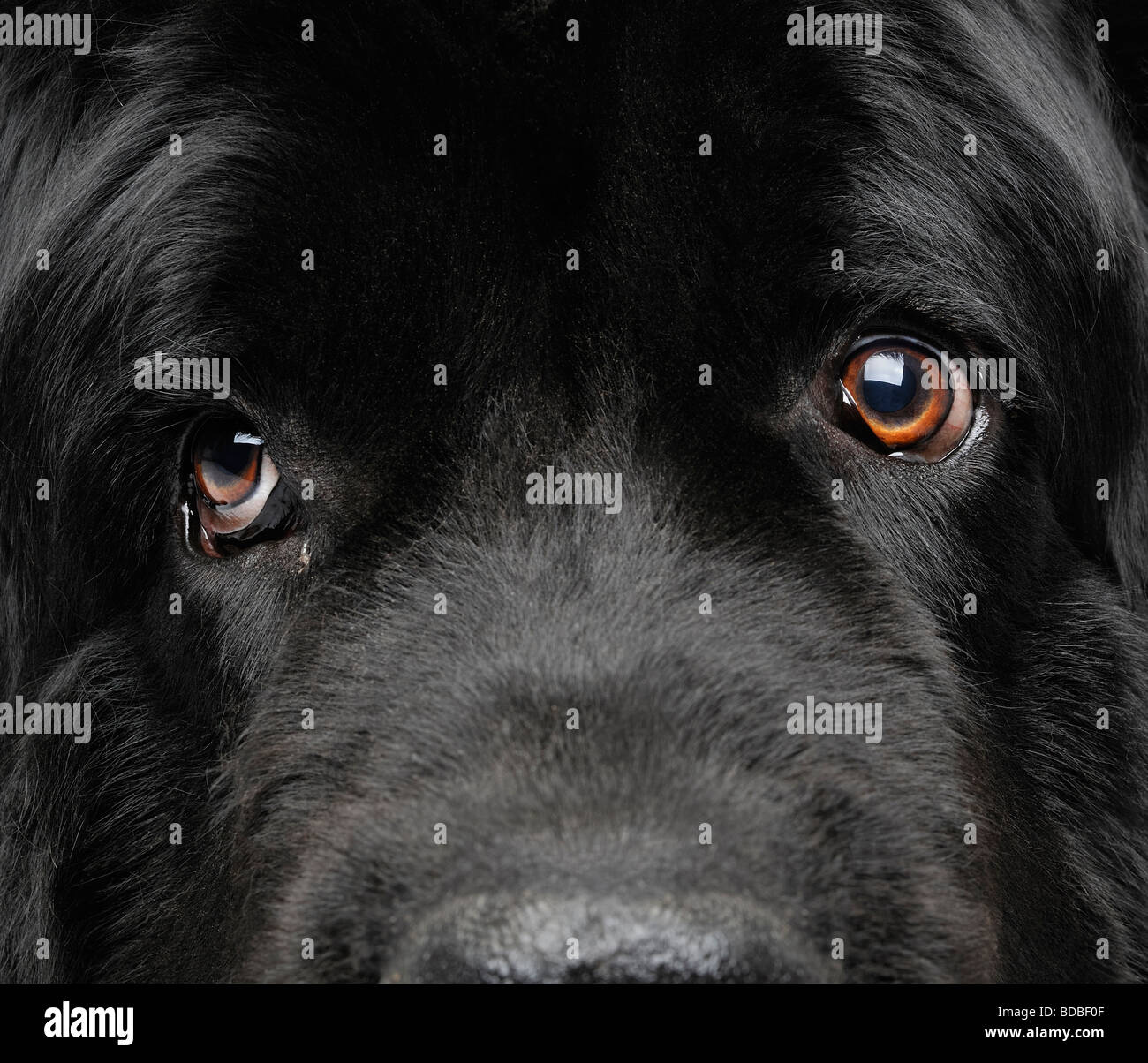 Cane di Terranova Close Up Foto Stock