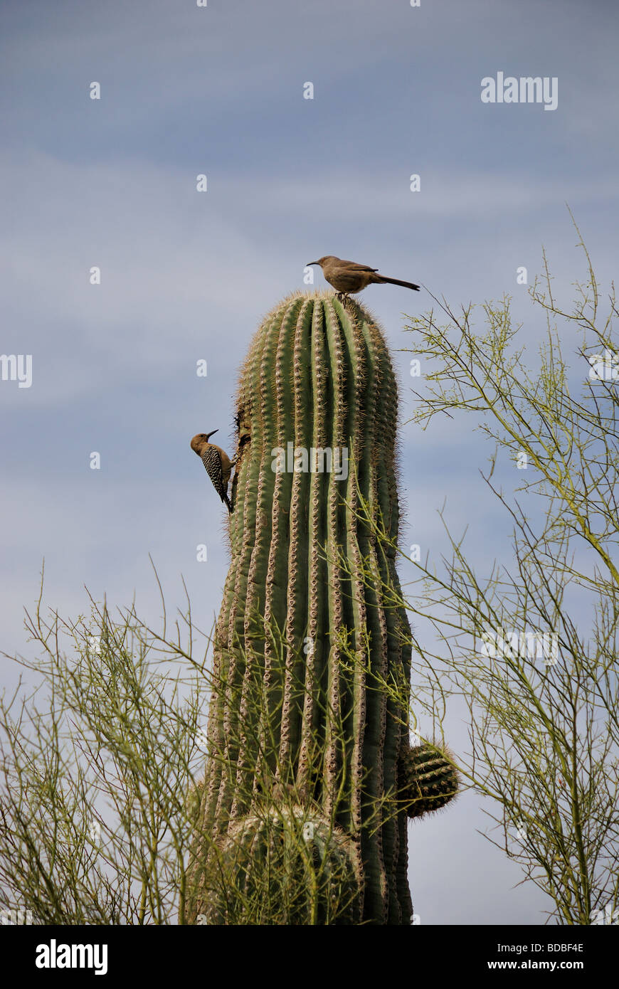 Picchio rosso maggiore e uccelli thrasher condividono un cactus Saguaro Foto Stock