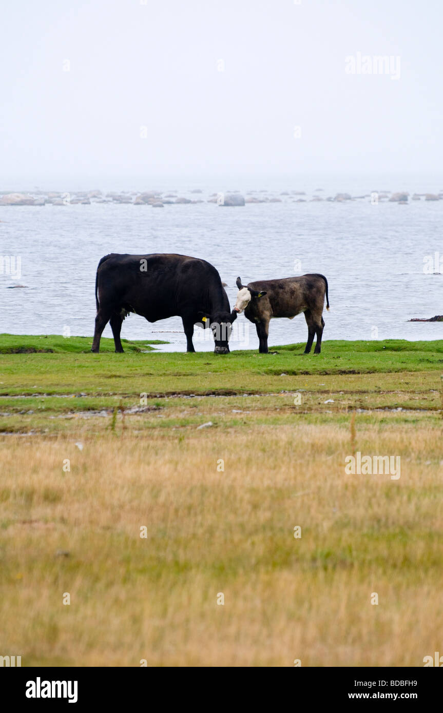 Mucca e vitello dal mare. Foto Stock