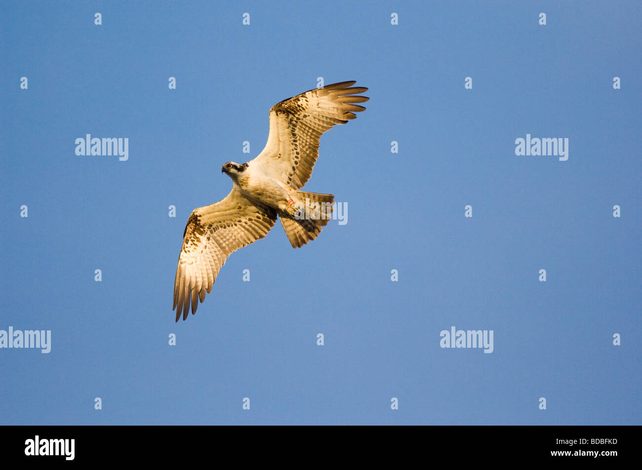 Osprey, Pandion haliaetus, adulti battenti, Scozia. Foto Stock