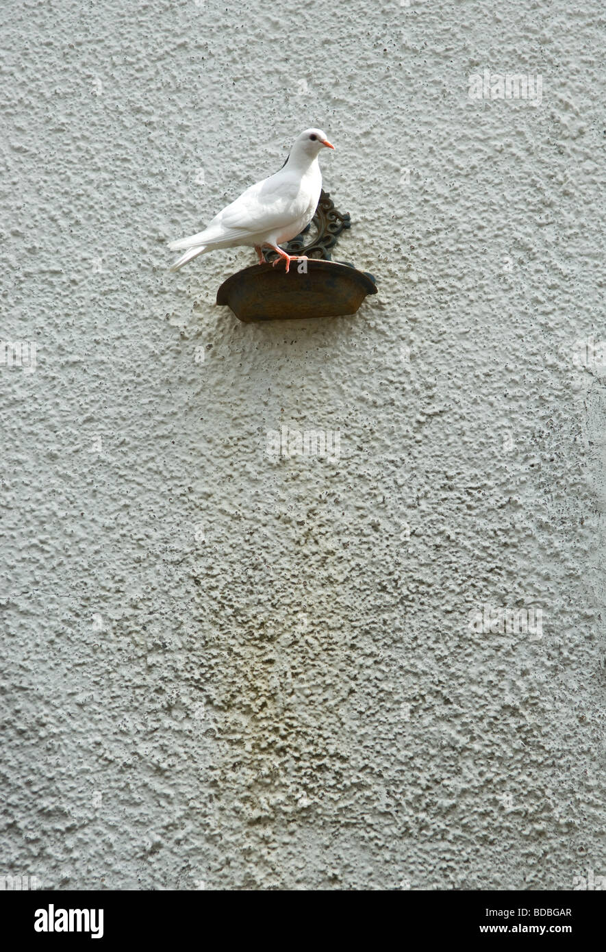 Colomba bianca o piccione in appoggio su una parete montata pot. Foto Stock