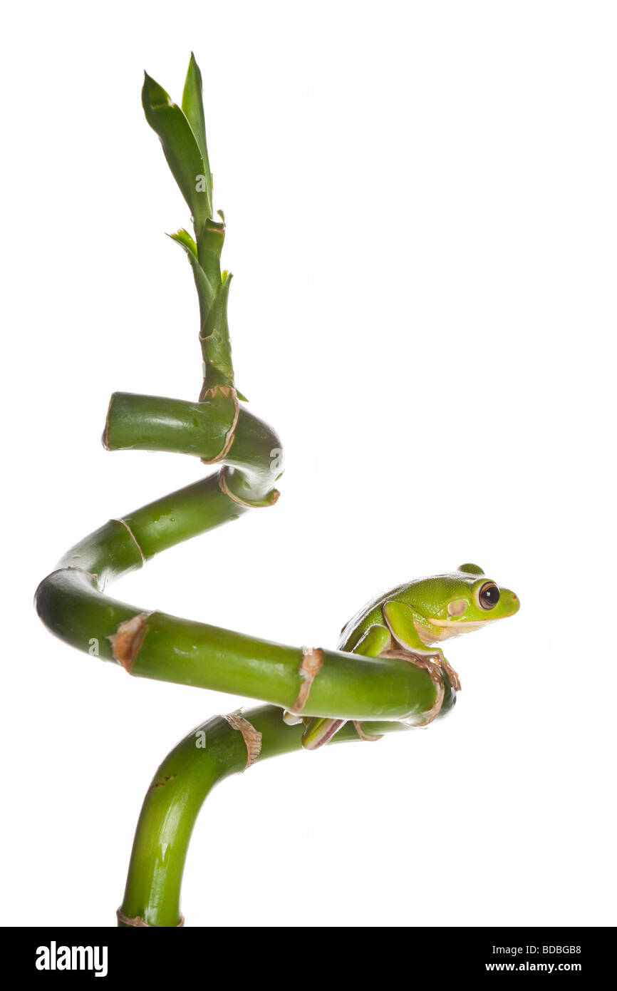 Bianco con labbro di raganella o Litoria Infrafrenata isolato sul ramo di bambù Foto Stock