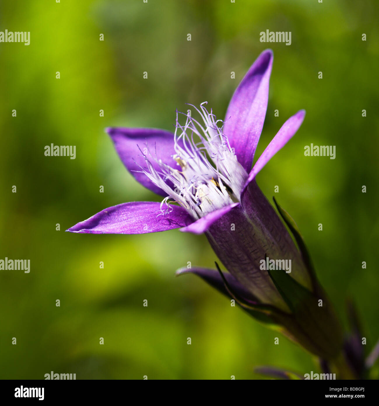 Chiltern Genziana Foto Stock