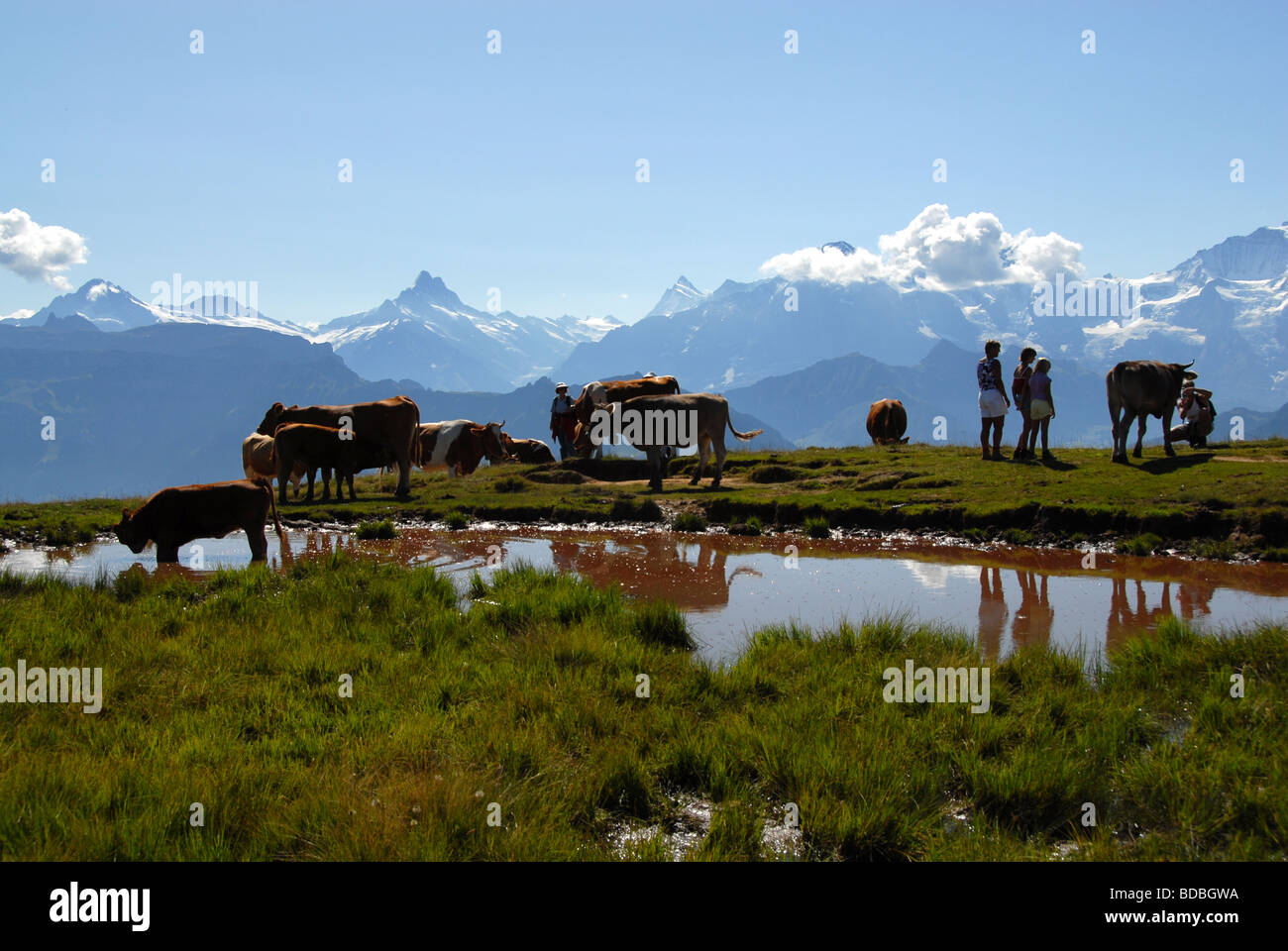 Vacche su pascolo alpino con gli escursionisti Oberland Bernese Alpi della Svizzera Foto Stock