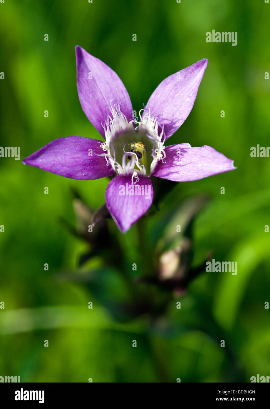 Chiltern Genziana Foto Stock