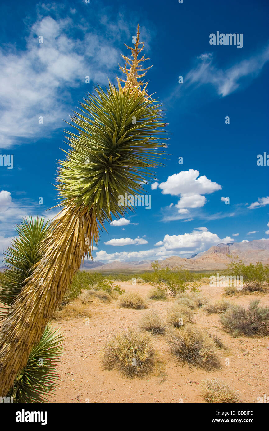 Joshua Tree Foto Stock