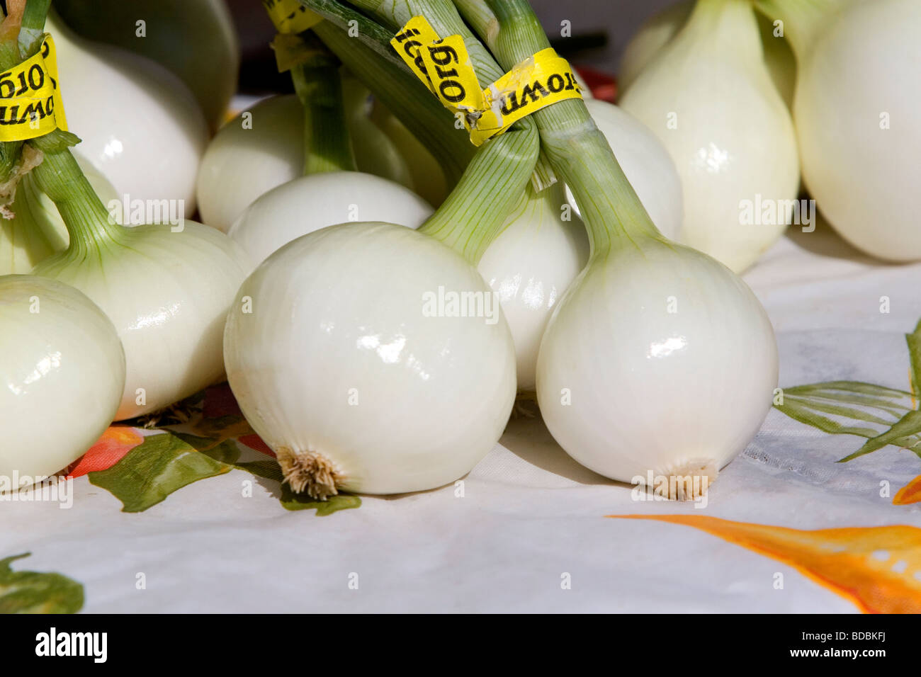 Cipolline coltivati biologicamente venga venduto ad un mercato degli agricoltori a Boise Idaho USA Foto Stock