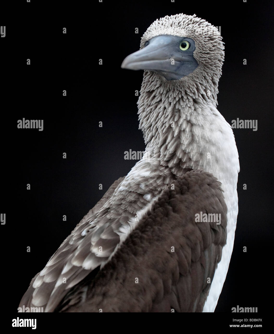 Un Blu-footed Booby guarda indietro mentre appollaiato sulla roccia vulcanica sulla costa di Bartolome isola nelle Galapagos. Foto Stock
