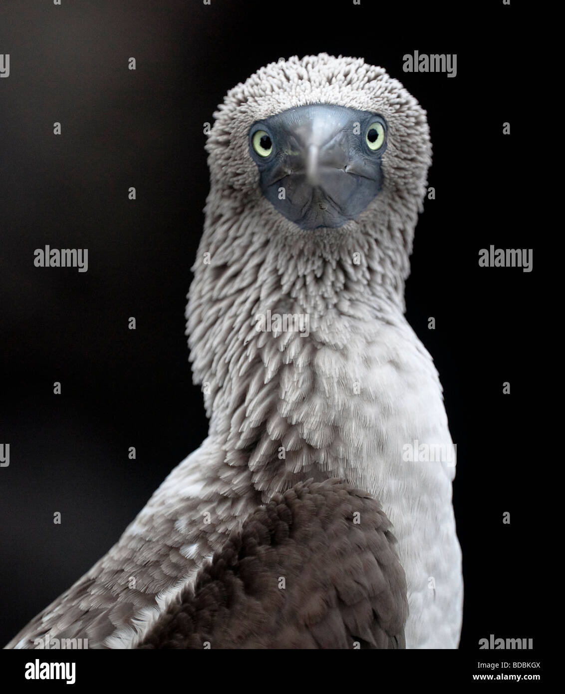 Un Blu-footed Booby guarda indietro mentre appollaiato sulla roccia vulcanica sulla costa di Bartolome isola nelle Galapagos. Foto Stock