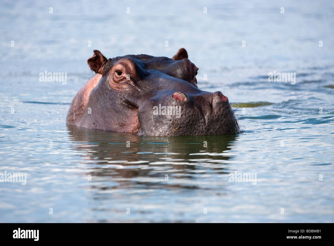 Ippopotamo Hippopotamus amphibius Parco Nazionale Kruger Mpumalanga in Sudafrica Foto Stock
