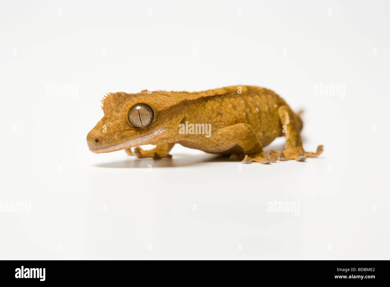 Crested Nuova Caledonia Gecko Foto Stock
