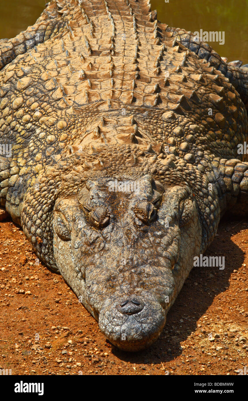 Coccodrillo del Nilo (Crocodylus niloticus) crogiolarsi al sole sulla riva di un laghetto. Kwena Crocodile Farm, Sud Africa Foto Stock