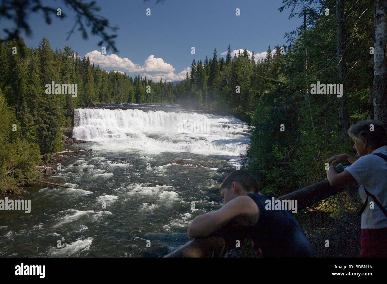 Dawson cade nel Grey Parco Provinciale, British Columbia, Canada Foto Stock