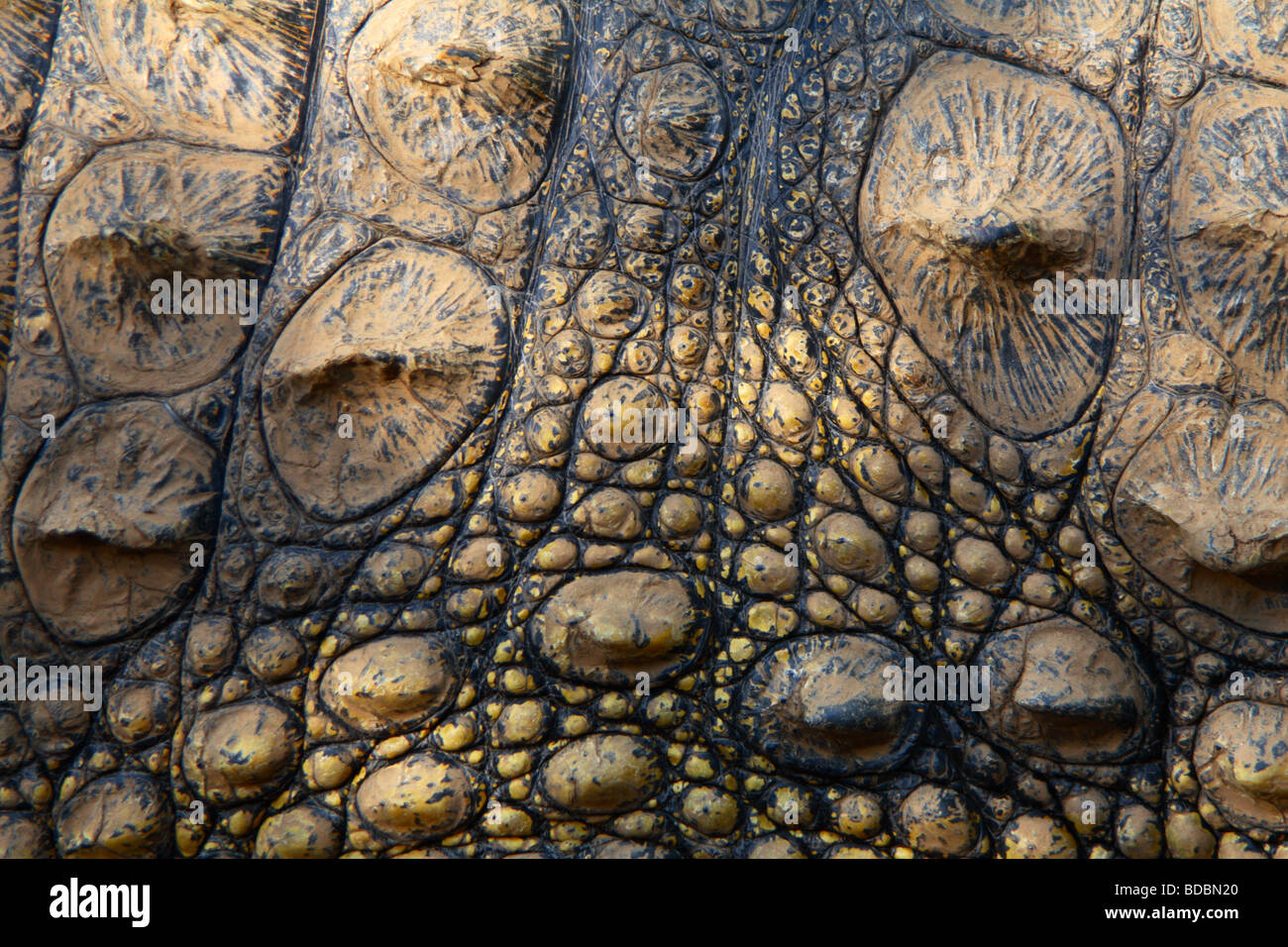Fotografia macro di pelle o pelle di coccodrillo del Nilo (Crocodylus niloticus) all'Kwena Crocodile Farm, Sud Africa Foto Stock