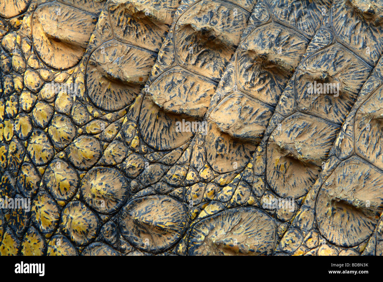 Fotografia macro di pelle o pelle di coccodrillo del Nilo (Crocodylus niloticus) all'Kwena Crocodile Farm, Sud Africa Foto Stock