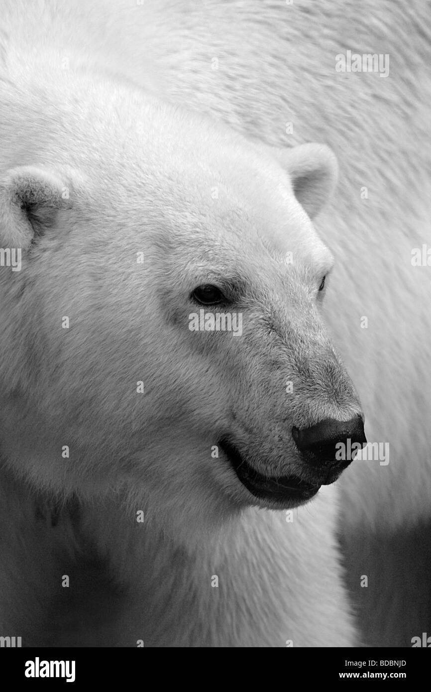 Maschio adulto orso polare (Ursus maritimus) Foto Stock