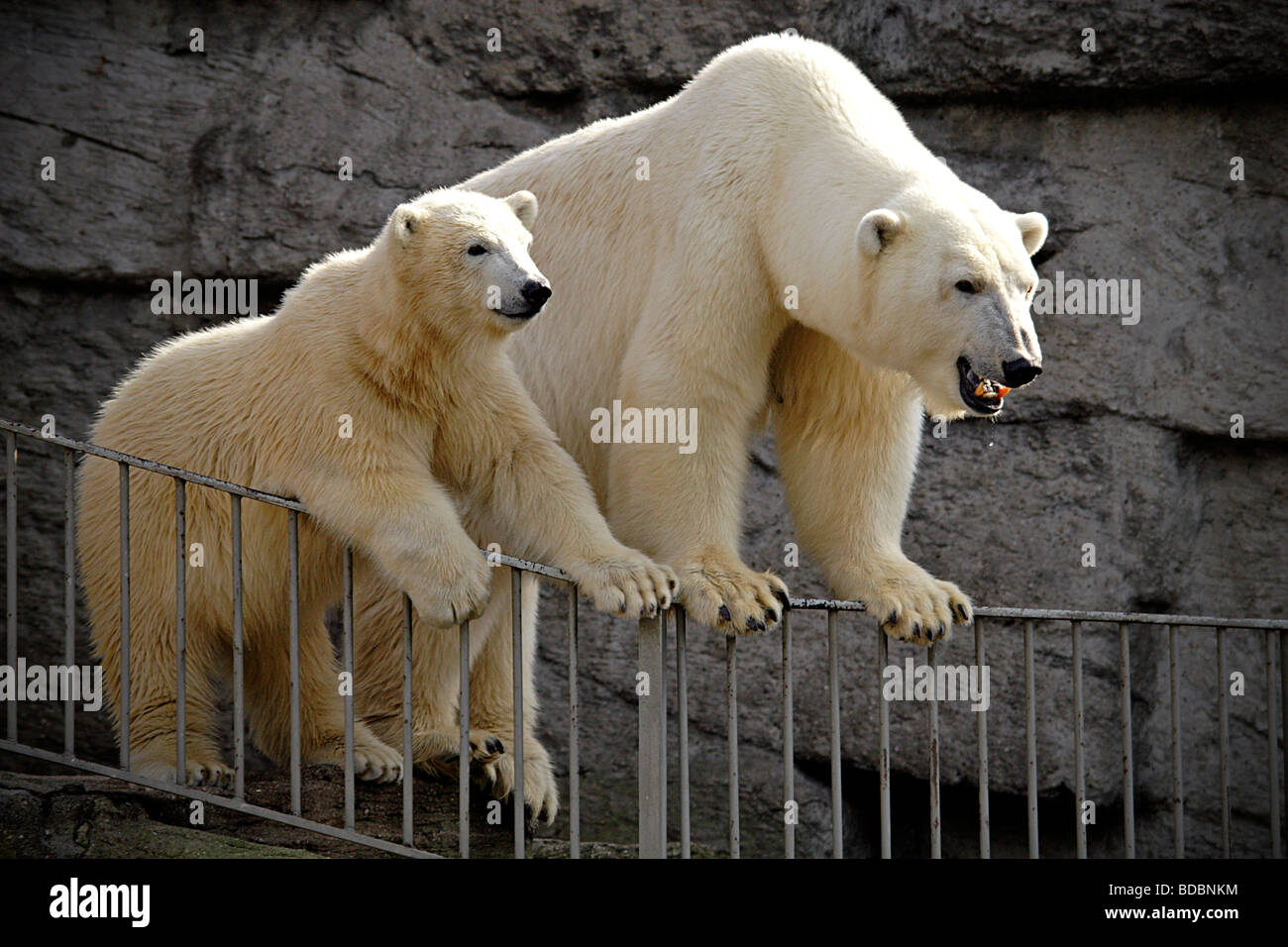 Olinka orso polare (Ursus maritimus) e cub si fermò sulla ringhiera metallica presso lo Zoo di Schoenbrunn Foto Stock