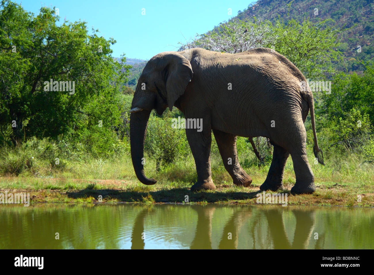 Toro giovane elefante africano in corrispondenza di un foro di irrigazione a Kwa Maritane nel Pilanesberg Game Reserve, Provincia di nord-ovest, Sud Africa Foto Stock