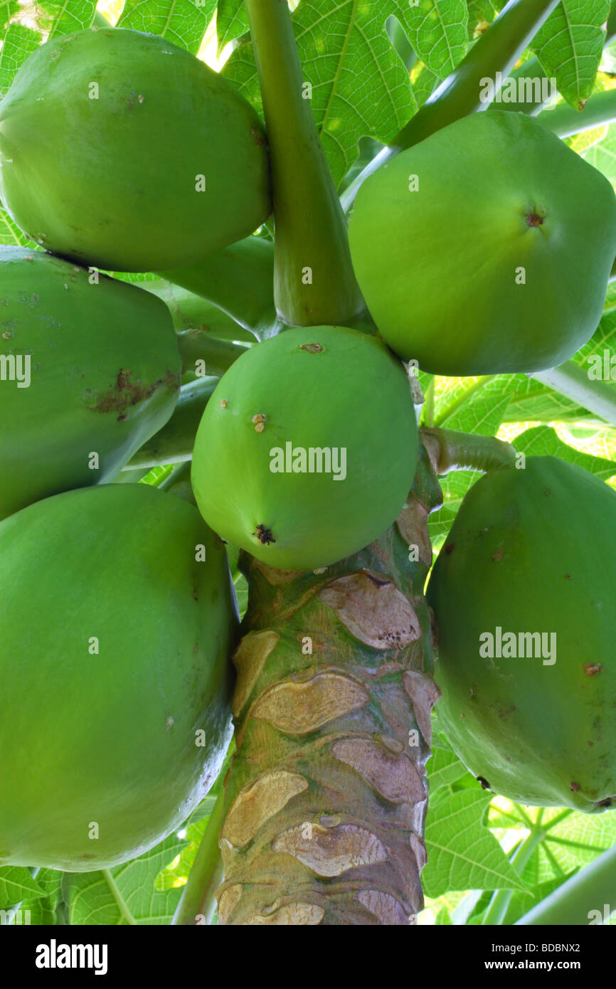 Un tropicale di papaia (Carica papaya) tree con verde pawpaws, Kwazulu Natal, Sud Africa Foto Stock