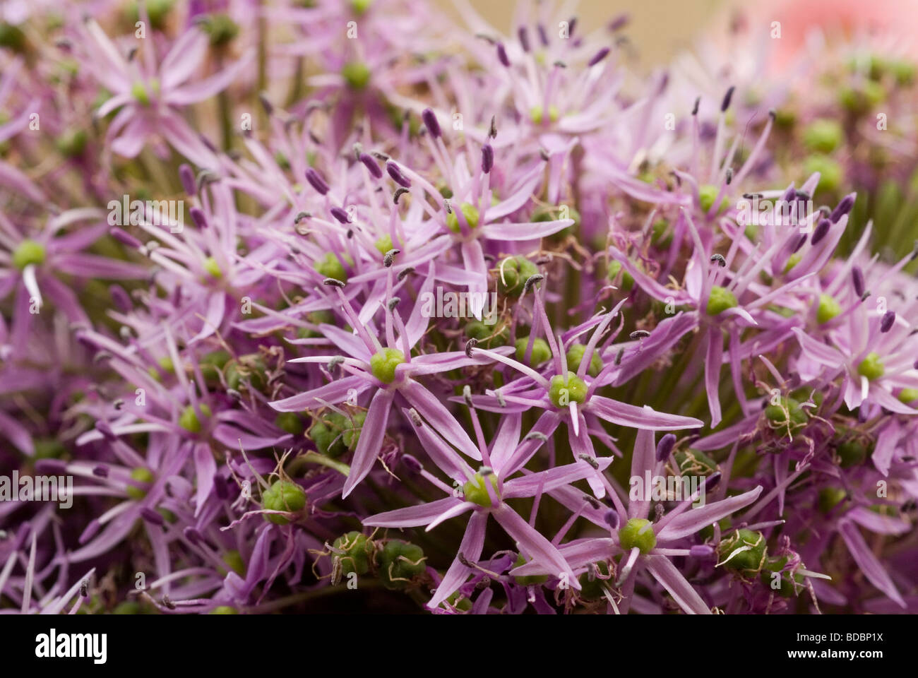 Fiori di Allium sp. "Viola sensazione', liliacee Foto Stock