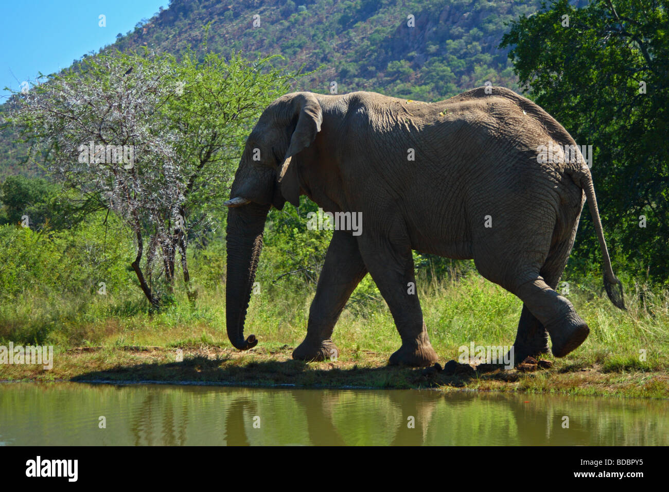 Toro giovane elefante africano in corrispondenza di un foro di irrigazione a Kwa Maritane nel Pilanesberg Game Reserve, Provincia di nord-ovest, Sud Africa Foto Stock