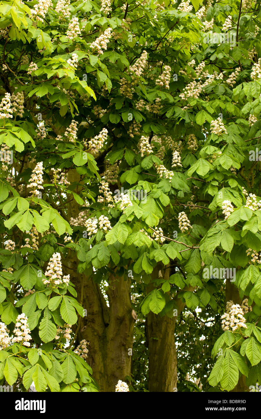 Ippocastano fogliame, estate, England, Regno Unito Foto Stock