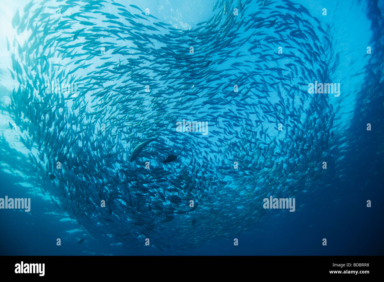 Black Jack Caranx lugubris grande scuola o esca palla sul relitto Liberty in Tulamben Bali Foto Stock