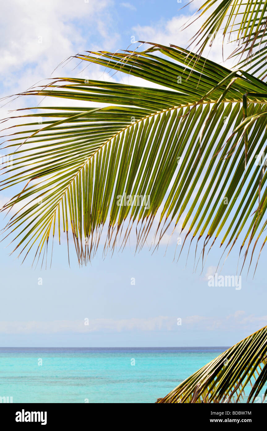 Palm tre ramo con spiaggia tropicale in background Foto Stock