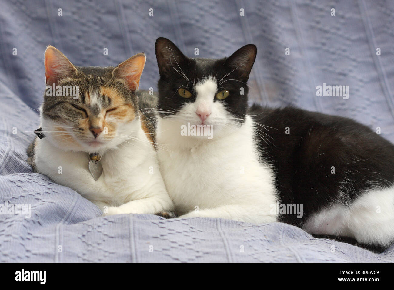 Domestico pelo corto gatti seduti insieme su un divano Foto Stock