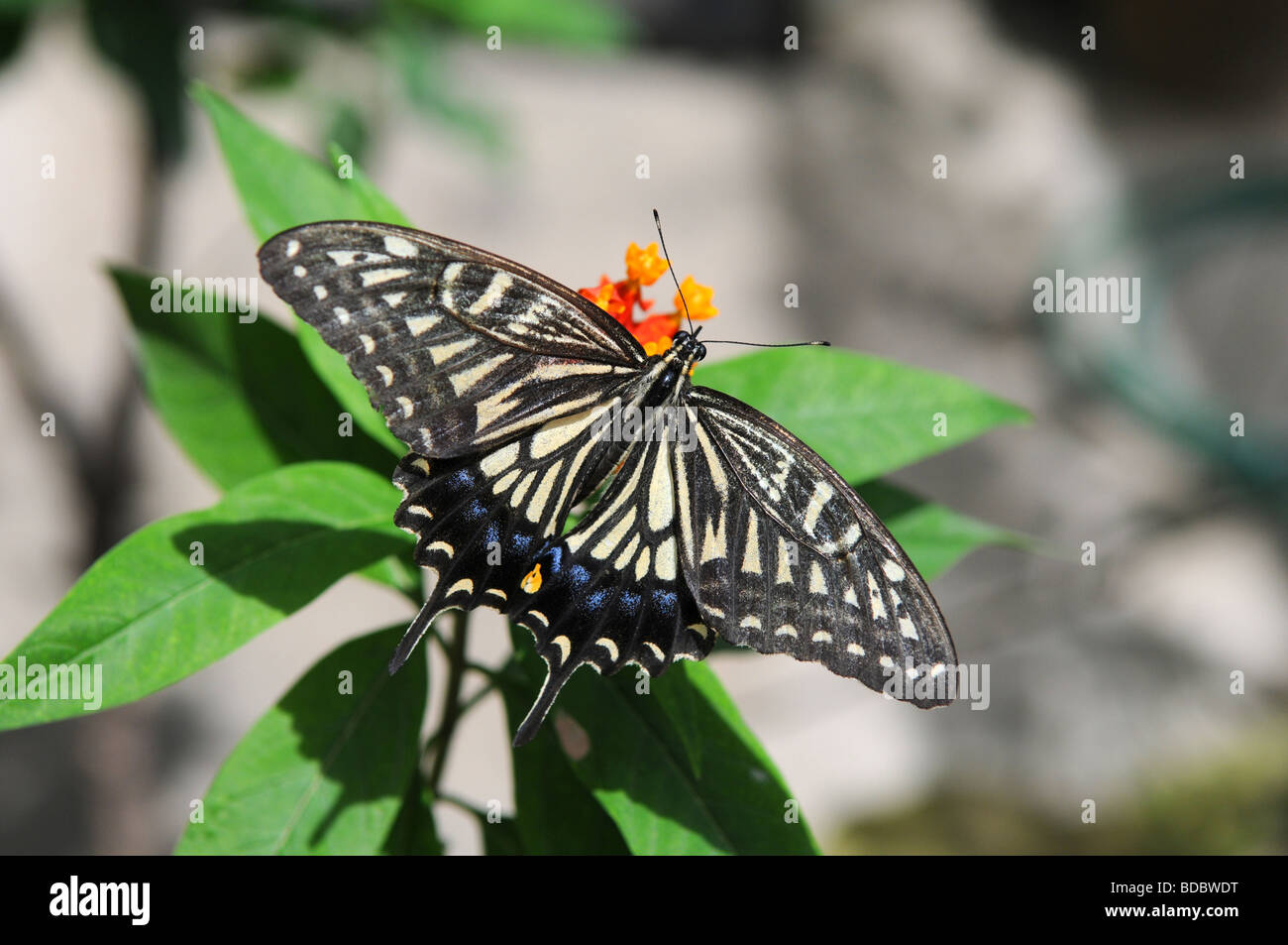 Tigre orientale a farfalla a coda di rondine in appoggio sulle foglie Foto Stock