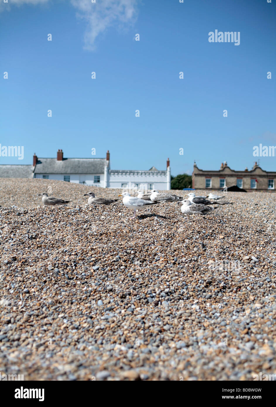 Gabbiani sulla spiaggia di Aldeburgh, Suffolk REGNO UNITO. Foto Stock