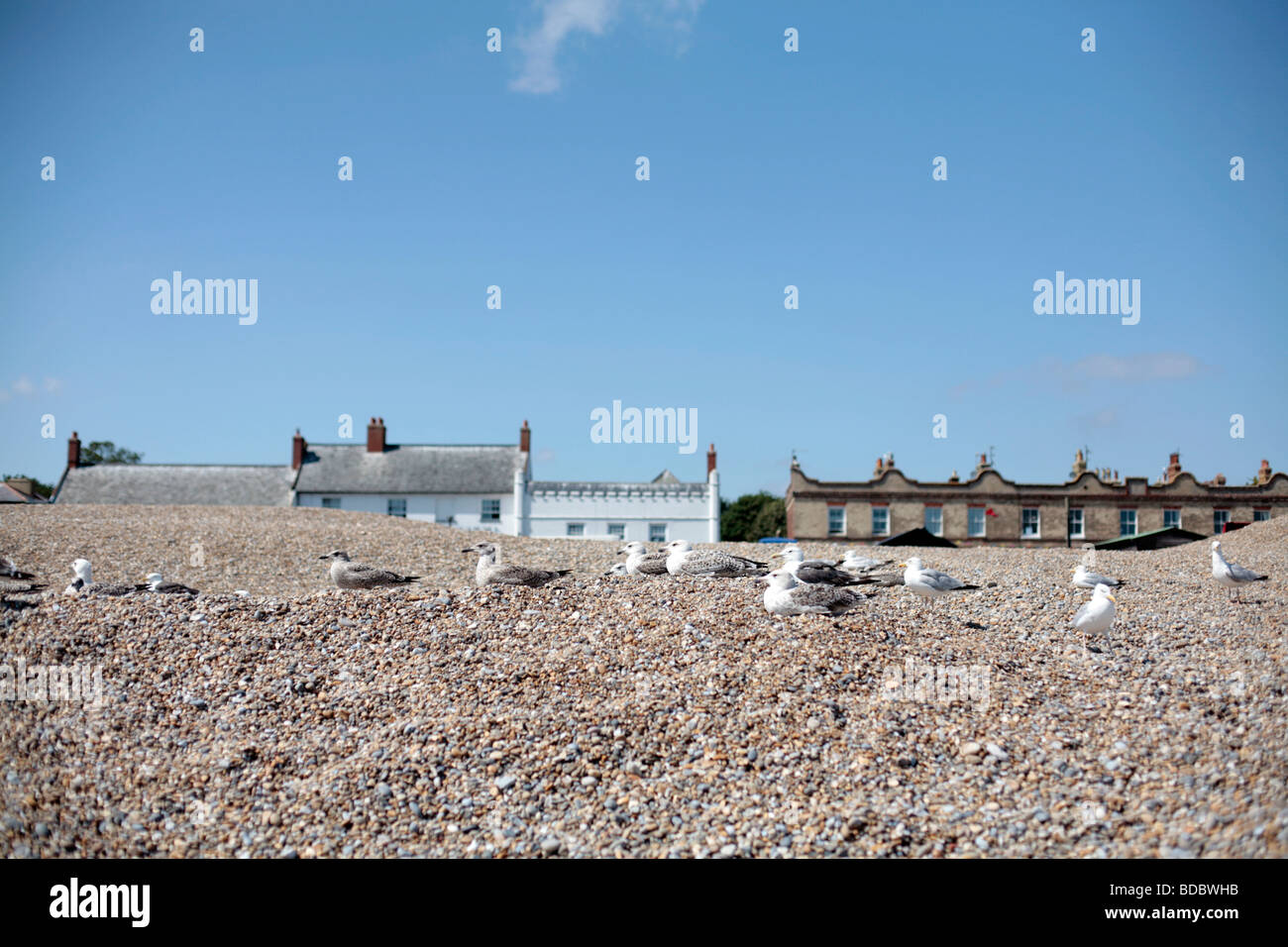 Gabbiani sulla spiaggia di Aldeburgh, Suffolk REGNO UNITO. Foto Stock