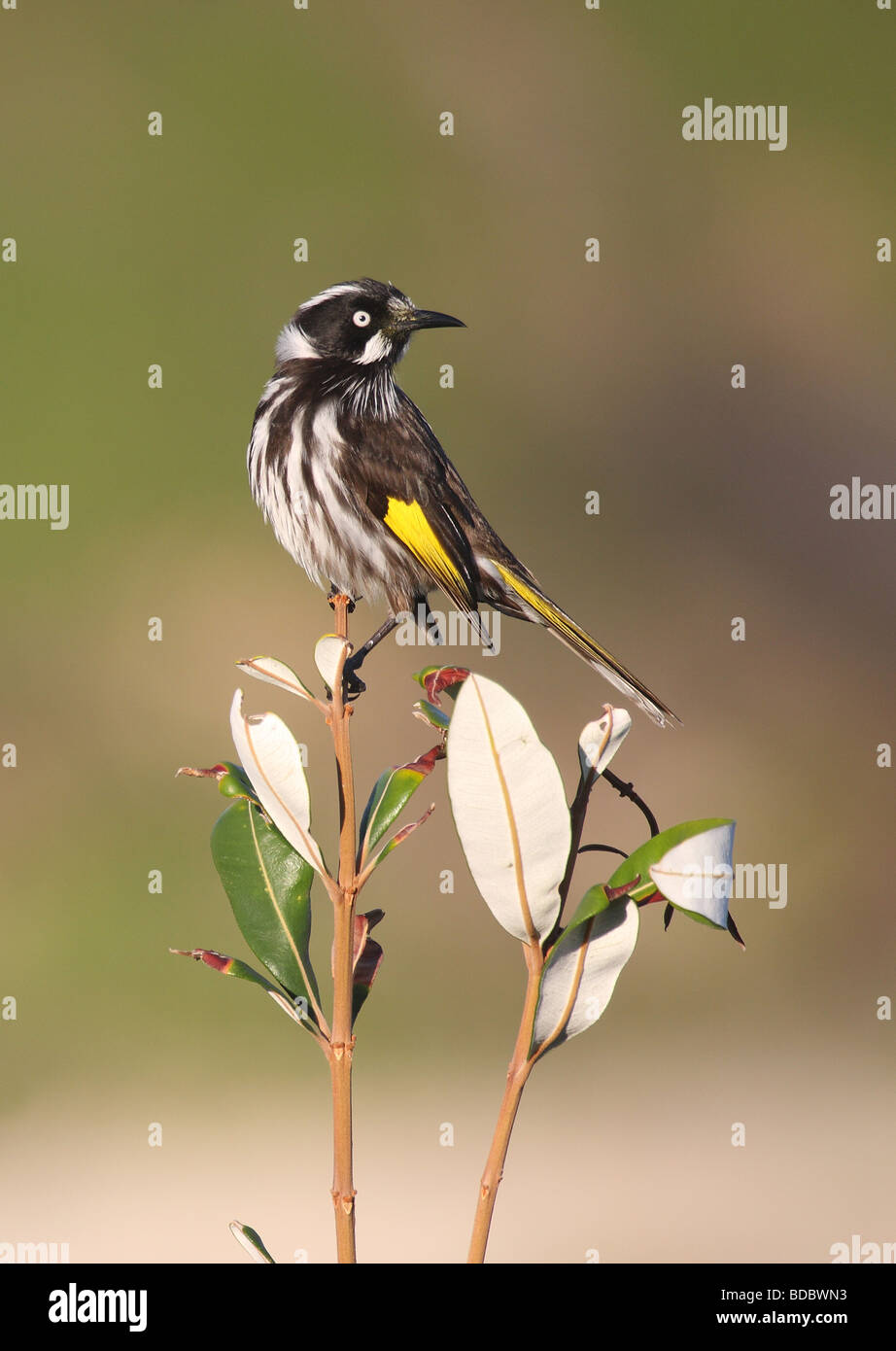 New Holland Honeyeater appollaiato Foto Stock