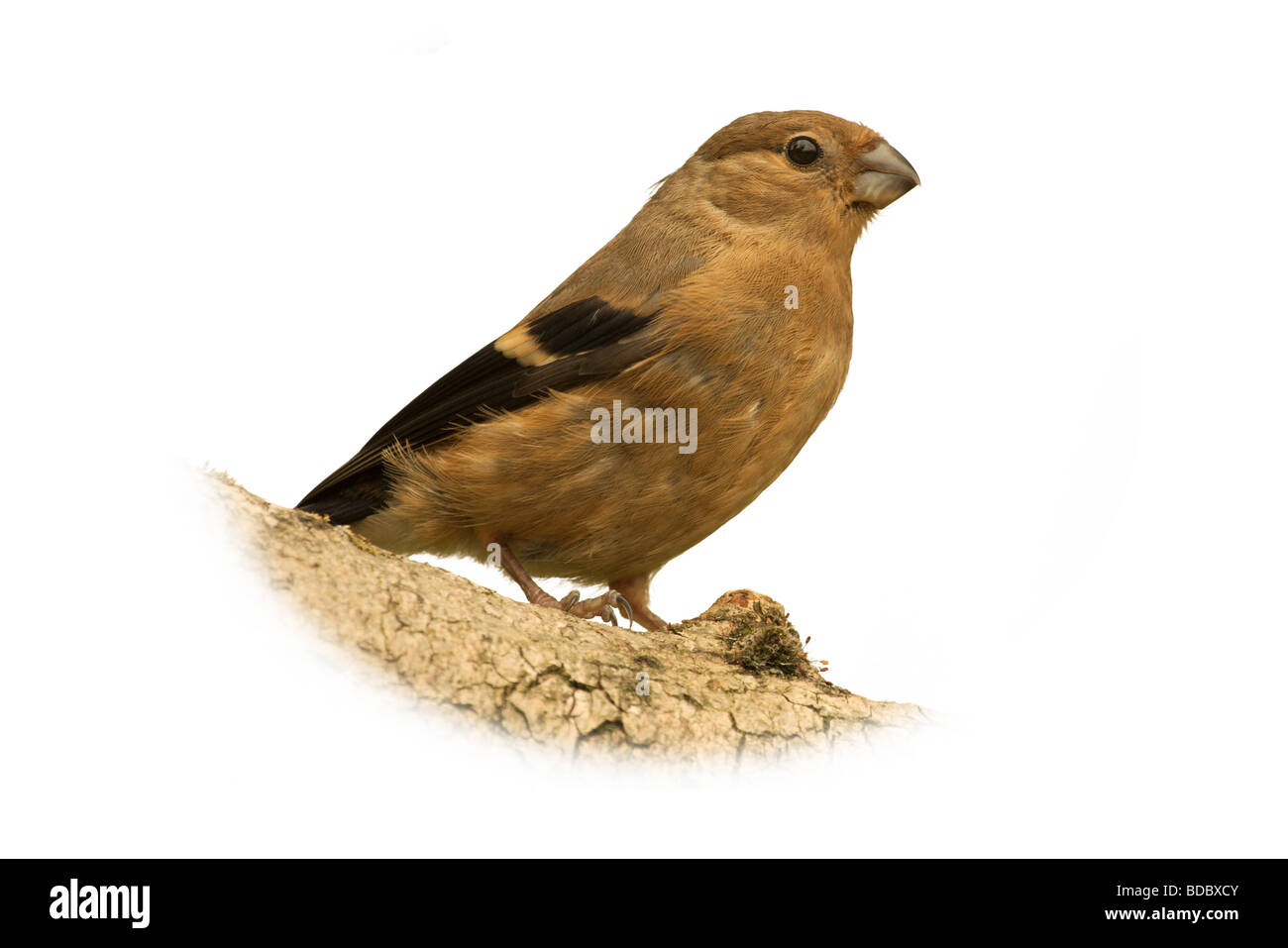 Un bambino bullfinch isolata contro uno sfondo bianco Foto Stock
